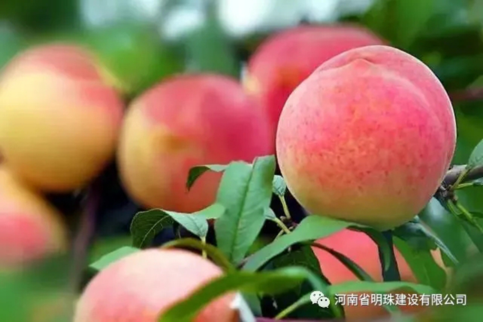 【扶貧】桃子熟了果農愁，明珠公司來解憂