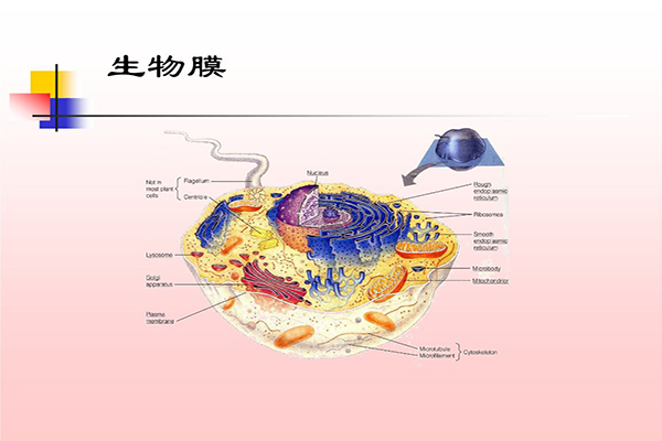 牙科專用次氯酸發(fā)生器 牙科專用次氯酸發(fā)生器