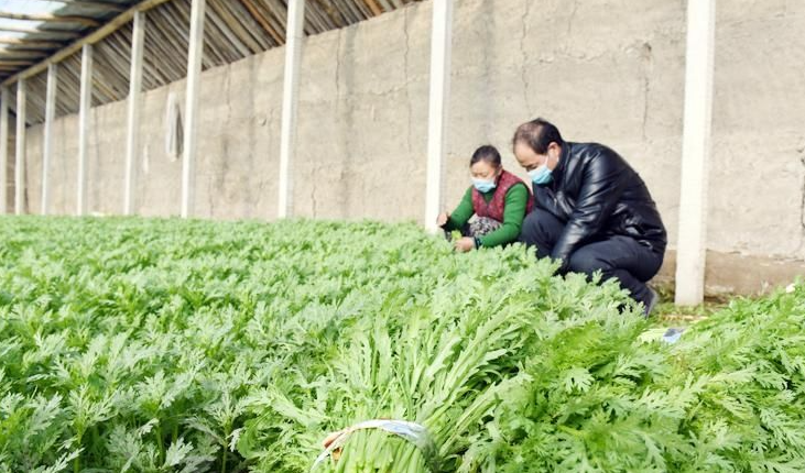酸性電解水可有效應用于蔬菜和水果大棚